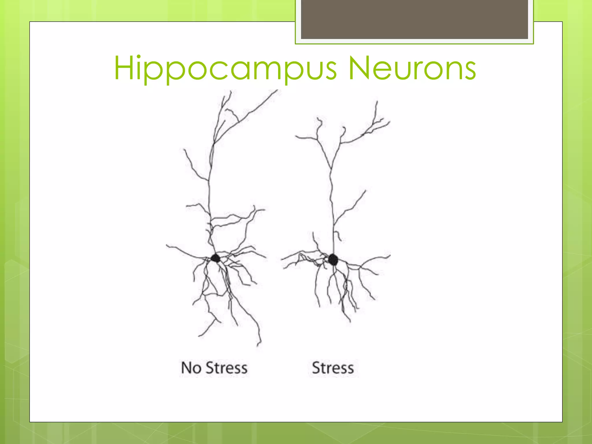 Hippocampus Neurons
 