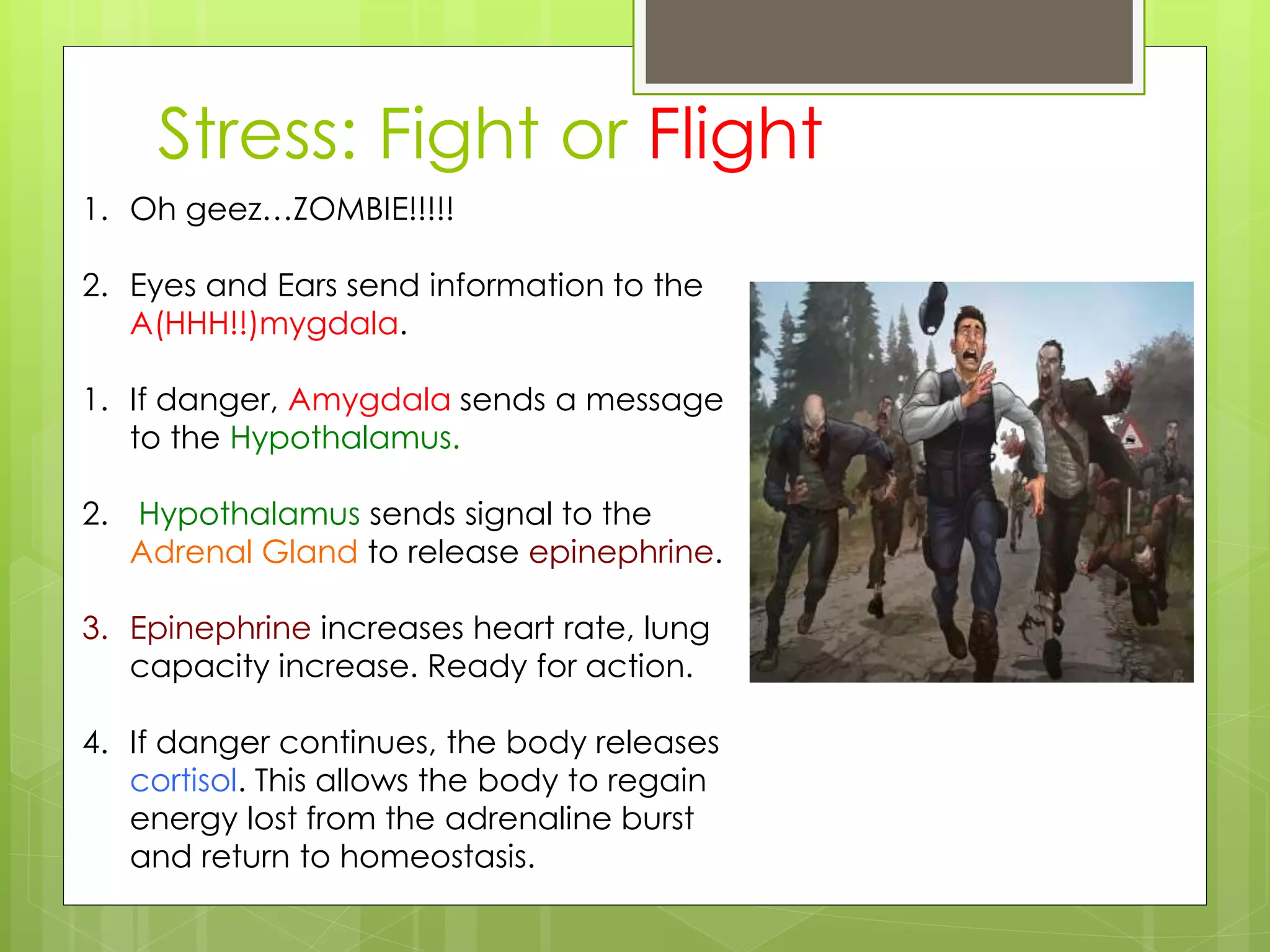 Stress: Fight or Flight
1. Oh geez…ZOMBIE!!!!!
2. Eyes and Ears send information to the
A(HHH!!)mygdala.
1. If danger, Amygdala sends a message
to the Hypothalamus.
2. Hypothalamus sends signal to the
Adrenal Gland to release epinephrine.
3. Epinephrine increases heart rate, lung
capacity increase. Ready for action.
4. If danger continues, the body releases
cortisol. This allows the body to regain
energy lost from the adrenaline burst
and return to homeostasis.
 