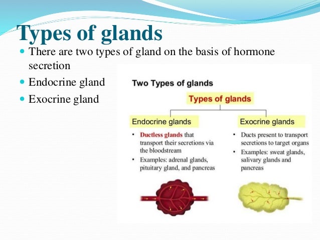 Biochemistry Of Hormones