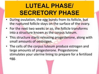 LUTEAL PHASE/
SECRETORY PHASE
• During ovulation, the egg bursts from its follicle, but
the ruptured follicle stays on the surface of the ovary.
• For the next two weeks or so, the follicle transforms
into a structure known as the corpus luteum.
• This structure starts releasing progesterone, along with
small amounts of oestrogen.
• The cells of the corpus luteum produce estrogen and
large amounts of progesterone. Progesterone
stimulates your uterine lining to prepare for a fertilized
egg.
 