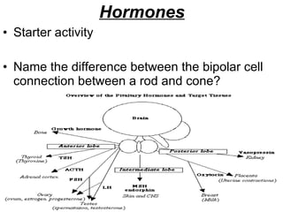 Hormones ,[object Object],[object Object]