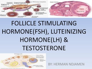 FOLLICLE STIMULATING
HORMONE(FSH), LUTEINIZING
HORMONE(LH) &
TESTOSTERONE
BY: HERMAN NDJAMEN
 