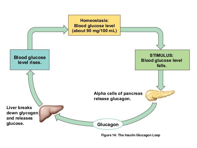 Hormones and Endocrine System