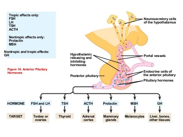 Hormone Cascade Chart