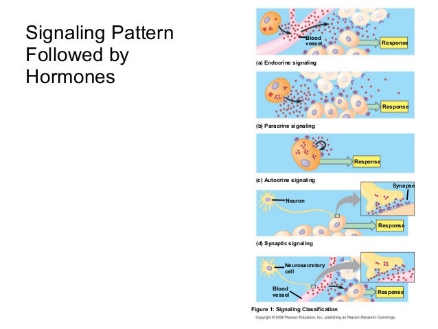 endocrine hormones