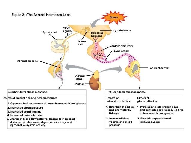 Hormones and Endocrine System