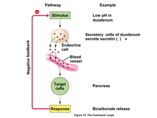 Pancrease Diagram Feedback Loop Hormones | PPT