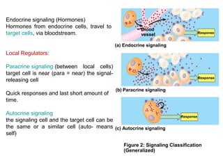 Hormones | PPT