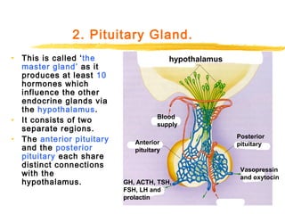 Tp Flag Hormones | PPT