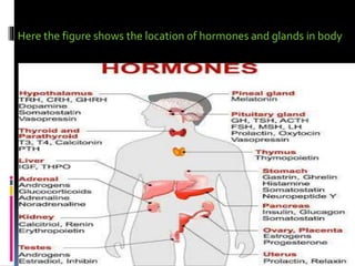 Here the figure shows the location of hormones and glands in body
 