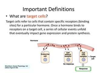 hormones.ppt