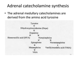Adrenal catecholamine synthesis
• The adrenal medullary catecholamines are
derived from the amino acid tyrosine
100
 