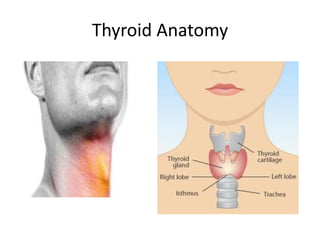 Thyroid Anatomy
 