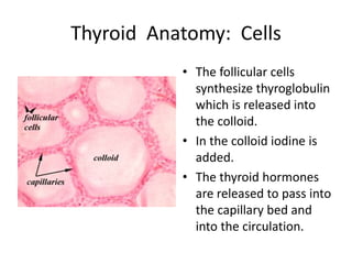 Thyroid Anatomy: Cells
• The follicular cells
synthesize thyroglobulin
which is released into
the colloid.
• In the colloid iodine is
added.
• The thyroid hormones
are released to pass into
the capillary bed and
into the circulation.
 