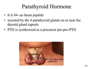 Parathyroid Hormone
• It is 84- aa linear peptide
• secreted by the 4 parathyroid glands on or near the
thyroid gland capsule
• PTH is synthesized as a precursor pre-pro-PTH
155
 