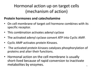 Hormonal action up on target cells
(mechanism of action)
Protein hormones and catecholamine
• On cell membrane of target cell hormone combines with its
specific receptor.
• This combination activates adenyl cyclase
• The activated adenyl cyclase convert ATP into Cyclic AMP.
• Cyclic AMP activates protein Kinases.
• The activated protein kinases catalyses phosphorylation of
proteins and alter their functions.
• Hormonal action on the cell membrane is usually
short-lived because of rapid conversion to inactivate
metabolites by enzymes. 16
 