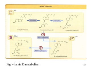 Fig: vitamin D metabolism 163
 
