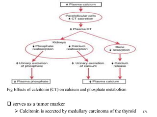 Fig Effects of calcitonin (CT) on calcium and phosphate metabolism
 serves as a tumor marker
 Calcitonin is secreted by medullary carcinoma of the thyroid 171
 