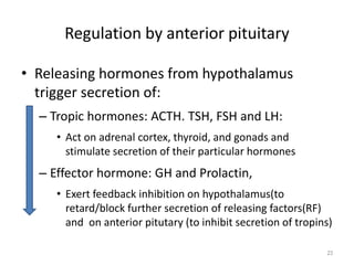 Regulation by anterior pituitary
• Releasing hormones from hypothalamus
trigger secretion of:
– Tropic hormones: ACTH. TSH, FSH and LH:
• Act on adrenal cortex, thyroid, and gonads and
stimulate secretion of their particular hormones
– Effector hormone: GH and Prolactin,
• Exert feedback inhibition on hypothalamus(to
retard/block further secretion of releasing factors(RF)
and on anterior pitutary (to inhibit secretion of tropins)
23
 