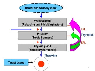 Neural and Sensory input
Hypothalamus
(Releasing and inhibiting factors)
Pituitary
(Tropic hormone)
Thyroid gland
(Secretory hormones)
Target tissue
+
+
_
_
Thyroxine
Thyroxine
SFL
LFL
25
 