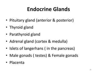 Endocrine Glands
• Pituitary gland (anterior & posterior)
• Thyroid gland
• Parathyroid gland
• Adrenal gland (cortex & medulla)
• Islets of langerhans ( in the pancreas)
• Male gonads ( testes) & Female gonads
• Placenta
28
 