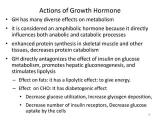 Actions of Growth Hormone
• GH has many diverse effects on metabolism
• it is considered an amphibolic hormone because it directly
influences both anabolic and catabolic processes
• enhanced protein synthesis in skeletal muscle and other
tissues, decreases protein catabolism
• GH directly antagonizes the effect of insulin on glucose
metabolism, promotes hepatic gluconeogenesis, and
stimulates lipolysis
– Effect on fats: it has a lipolytic effect: to give energy.
– Effect on CHO: It has diabetogenic effect
• Decrease glucose utilization, Increase glycogen deposition,
• Decrease number of insulin receptors, Decrease glucose
uptake by the cells
36
 