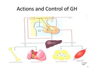 Actions and Control of GH
38
 