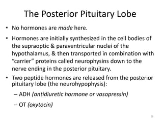 The Posterior Pituitary Lobe
• No hormones are made here.
• Hormones are initially synthesized in the cell bodies of
the supraoptic & paraventricular nuclei of the
hypothalamus, & then transported in combination with
“carrier” proteins called neurophysins down to the
nerve ending in the posterior pituitary.
• Two peptide hormones are released from the posterior
pituitary lobe (the neurohypophysis):
– ADH (antidiuretic hormone or vasopressin)
– OT (oxytocin)
59
 
