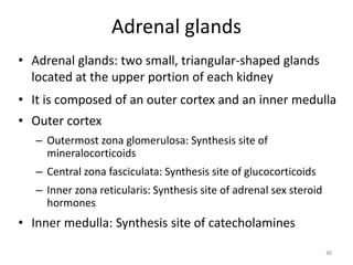 Adrenal glands
• Adrenal glands: two small, triangular-shaped glands
located at the upper portion of each kidney
• It is composed of an outer cortex and an inner medulla
• Outer cortex
– Outermost zona glomerulosa: Synthesis site of
mineralocorticoids
– Central zona fasciculata: Synthesis site of glucocorticoids
– Inner zona reticularis: Synthesis site of adrenal sex steroid
hormones
• Inner medulla: Synthesis site of catecholamines
68
 