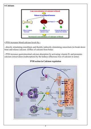 Parathyroid gland and The pituitary and Hypothalamus | PDF