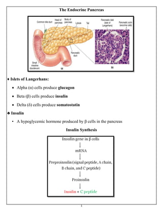 1
The Endocrine Pancreas
♦ Islets of Langerhans:
 Alpha (α) cells produce glucagon
 Beta (β) cells produce insulin
 Delta (δ) cells produce somatostatin
♣ Insulin
• A hypoglycemic hormone produced by β cells in the pancreas
Insulin Synthesis
 