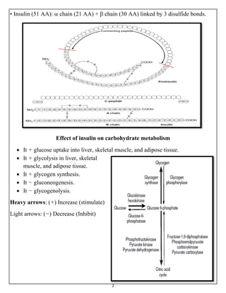 2
• Insulin (51 AA):  chain (21 AA) +  chain (30 AA) linked by 3 disulfide bonds.
Effect of insulin on carbohydrate metabolism
 It + glucose uptake into liver, skeletal muscle, and adipose tissue.
 It + glycolysis in liver, skeletal
muscle, and adipose tissue.
 It + glycogen synthesis.
 It − gluconeogenesis.
 It − glycogenolysis.
Heavy arrows: (+) Increase (stimulate)
Light arrows: (−) Decrease (Inhibit)
 