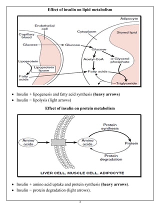 3
Effect of insulin on lipid metabolism
 Insulin + lipogenesis and fatty acid synthesis (heavy arrows)
 Insulin − lipolysis (light arrows)
Effect of insulin on protein metabolism
 Insulin + amino acid uptake and protein synthesis (heavy arrows).
 Insulin − protein degradation (light arrows).
 