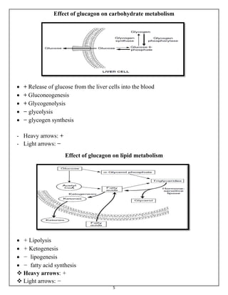 5
Effect of glucagon on carbohydrate metabolism
 + Release of glucose from the liver cells into the blood
 + Gluconeogenesis
 + Glycogenolysis
 − glycolysis
 − glycogen synthesis
- Heavy arrows: +
- Light arrows: −
Effect of glucagon on lipid metabolism
 + Lipolysis
 + Ketogenesis
 − lipogenesis
 − fatty acid synthesis
 Heavy arrows: +
 Light arrows: −
 