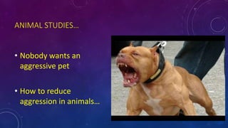 ANIMAL STUDIES…
• Nobody wants an
aggressive pet
• How to reduce
aggression in animals…
 