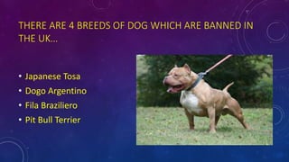 THERE ARE 4 BREEDS OF DOG WHICH ARE BANNED IN
THE UK…
• Japanese Tosa
• Dogo Argentino
• Fila Braziliero
• Pit Bull Terrier
 