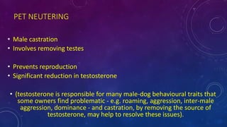 PET NEUTERING
• Male castration
• Involves removing testes
• Prevents reproduction
• Significant reduction in testosterone
• (testosterone is responsible for many male-dog behavioural traits that
some owners find problematic - e.g. roaming, aggression, inter-male
aggression, dominance - and castration, by removing the source of
testosterone, may help to resolve these issues).
 