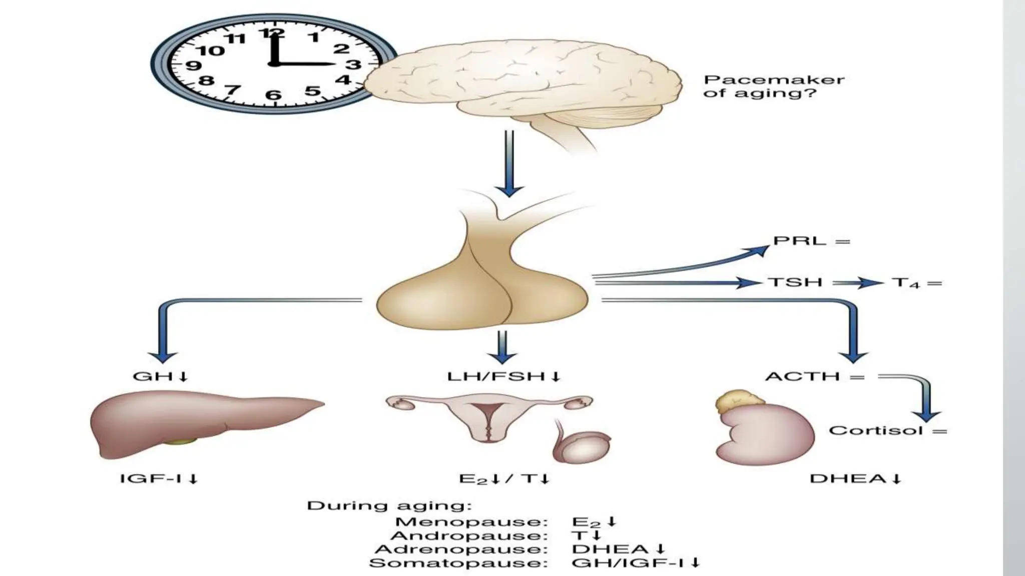 Hormones and Aging “Exploring the roles of hormones in aging process.pptx