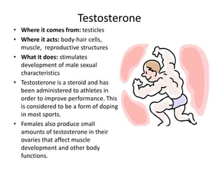 • Where it comes from: testicles
• Where it acts: body-hair cells,
muscle, reproductive structures
• What it does: stimulates
development of male sexual
characteristics
• Testosterone is a steroid and has
been administered to athletes in
order to improve performance. This
is considered to be a form of doping
in most sports.
• Females also produce small
amounts of testosterone in their
ovaries that affect muscle
development and other body
functions.
Testosterone
 