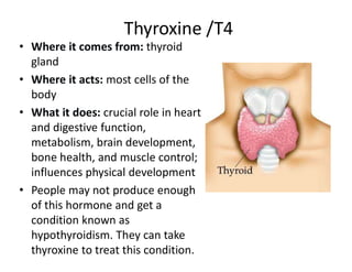 • Where it comes from: thyroid
gland
• Where it acts: most cells of the
body
• What it does: crucial role in heart
and digestive function,
metabolism, brain development,
bone health, and muscle control;
influences physical development
• People may not produce enough
of this hormone and get a
condition known as
hypothyroidism. They can take
thyroxine to treat this condition.
Thyroxine /T4
 