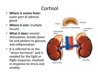 • Where it comes from:
outer part of adrenal
gland
• Where it acts: multiple
tissues
• What it does: mental
stimulation, breaks down
fat and protein to glucose,
anti-inflammation
• It is referred to as the
"stress hormone“ and is
needed for the fight or
flight response; involved
in response to stress and
anxiety.
Cortisol
 