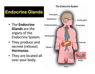 • The Endocrine
Glands are the
organs of the
Endocrine System.
• They produce and
secrete (release)
Hormones.
• They are located all
over your body.
 
