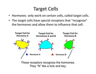 • Hormones only work on certain cells, called target cells.
• The target cells have special receptors that “recognize”
the hormones and allow them to influence that cell.
These receptors recognize the hormones.
They “fit” like a lock and key.
Target Cell for
Hormone A
Target Cell for
Hormones A and B
Target Cell for
Hormone B
Target Cell for
Hormone A
Hormone B
Hormone A
Target Cells
 