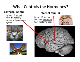 by way of nerves
from the sensory
organs in the nervous
system
Internal stimuli
External stimuli
by way of nerves
and other hormones
from inside the body
What Controls the Hormones?
 