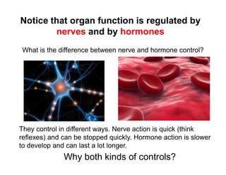 Why both kinds of controls?
What is the difference between nerve and hormone control?
They control in different ways. Nerve action is quick (think
reflexes) and can be stopped quickly. Hormone action is slower
to develop and can last a lot longer.
Notice that organ function is regulated by
nerves and by hormones
 