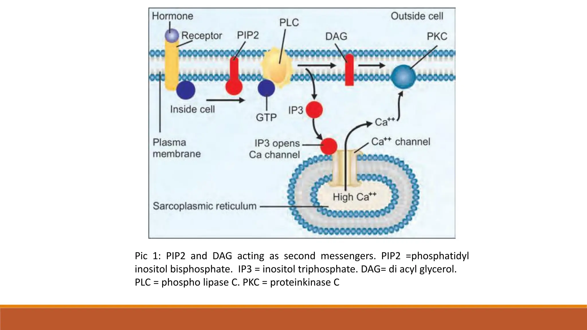 Pic 1: PIP2 and DAG acting as second messengers. PIP2 =phosphatidyl
inositol bisphosphate. IP3 = inositol triphosphate. DAG= di acyl glycerol.
PLC = phospho lipase C. PKC = proteinkinase C
 