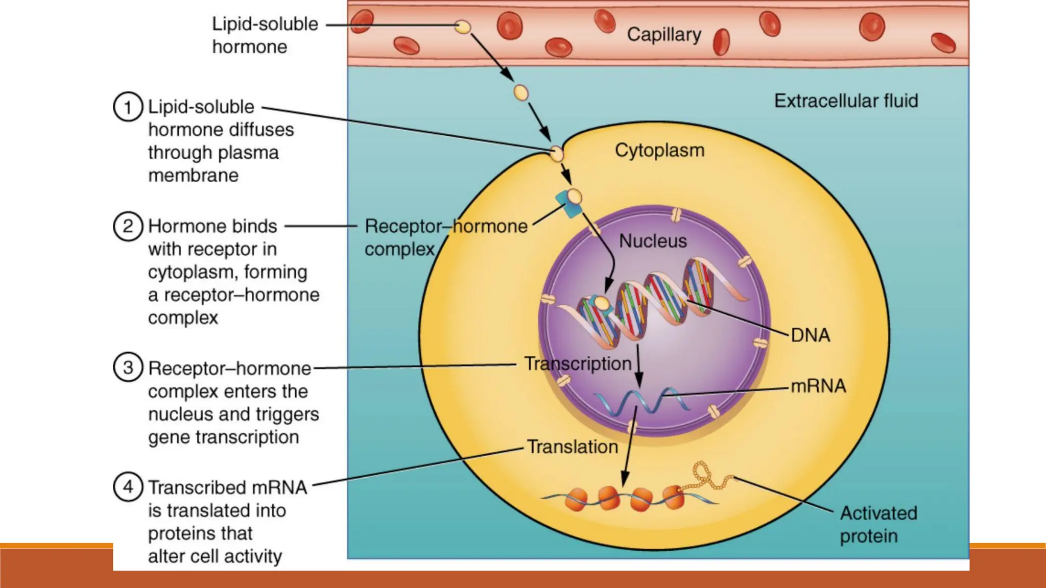 Hormones and signal transductionfhtfyrdty1.pdf