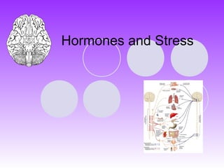 Hormones and Stress
 
