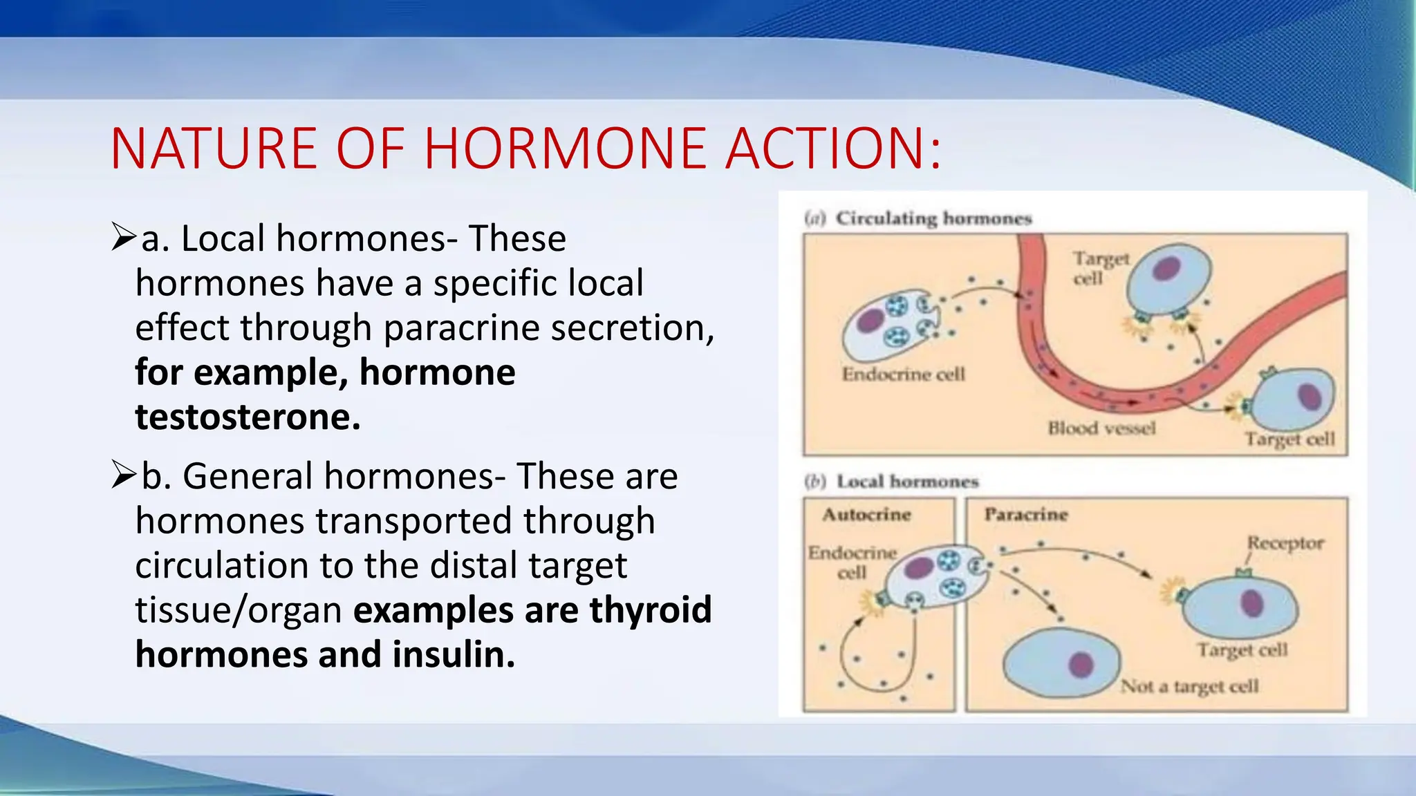 NATURE OF HORMONE ACTION:
➢a. Local hormones- These
hormones have a specific local
effect through paracrine secretion,
for example, hormone
testosterone.
➢b. General hormones- These are
hormones transported through
circulation to the distal target
tissue/organ examples are thyroid
hormones and insulin.
 