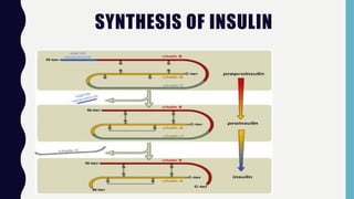 SYNTHESIS OF INSULIN
 